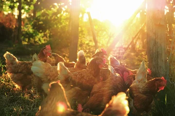 Tuinposter relaxing chicken at coop in the morning sunrise. © ANEK