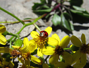 close-up of ladybug on yellow flower