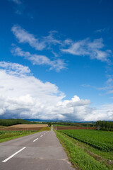 Fototapeta premium 畑作地帯の農業用道路 