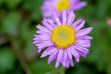 Obraz premium Berg Aster