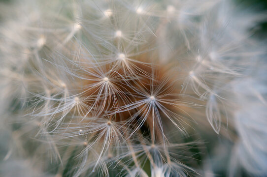 L&ouml;wenzahn, Pusteblume, w&uuml;nsch dir was