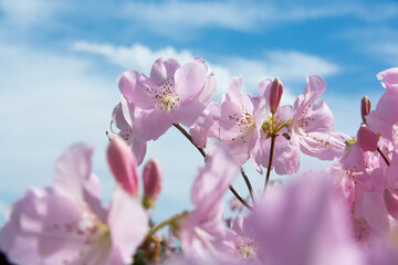 Fototapeta na wymiar ピンク色のキレイなツツジの花