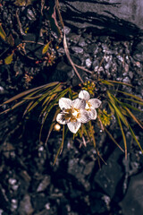 yellow flower with water drops