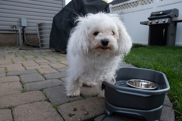 White furry dog eating from bowl outside on patio.  Maltese dog with head in bowl while eating outside. - 357960520