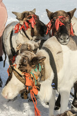 Obraz na płótnie Canvas reindeer herders ' holiday
