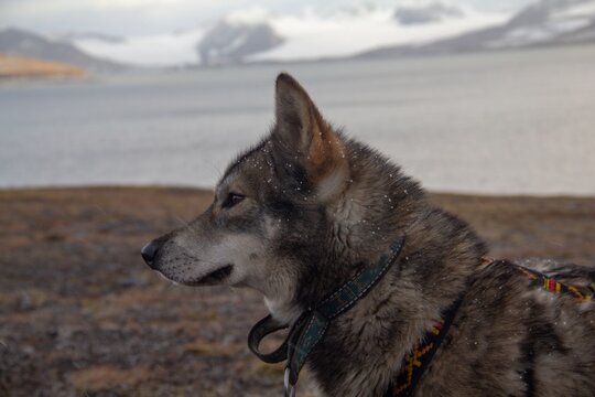 Shot of the beautiful gray and furry  Tamaskan wold dog