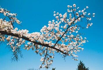 White Cherry blossoms in front of a blue sky