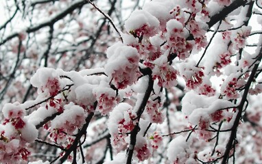 Cherry blossoms covered in snow in a park in Tokyo in late March
