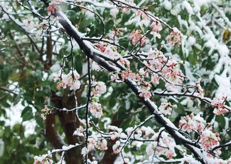 Cherry blossoms covered in snow in a park in Tokyo in late March