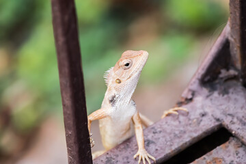 Oriental Garden Lizard (Calotes versicolor) climbing up a metal railing