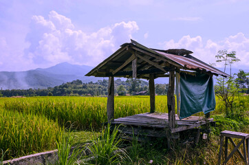 Fototapeta na wymiar Shabby hut in green rice field in Thailand