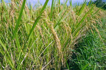 Yellow seeds and green leaves of ripe rice