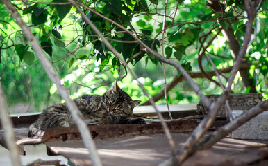 A very cute stripped homeless cat on the roof of the house is taking a nap.  Its sunny summer weather outside.//