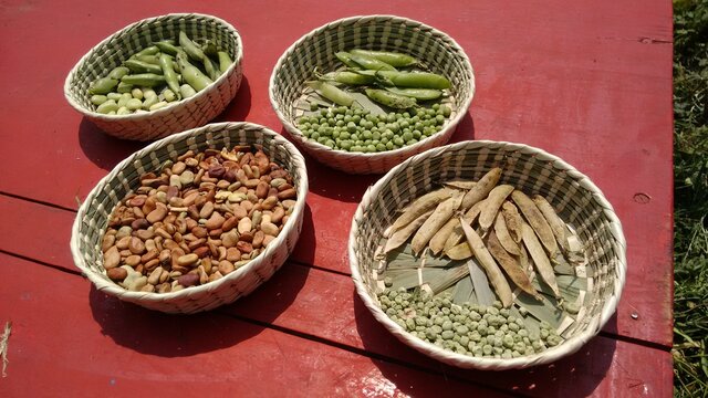 Semillas de haba y chicharo