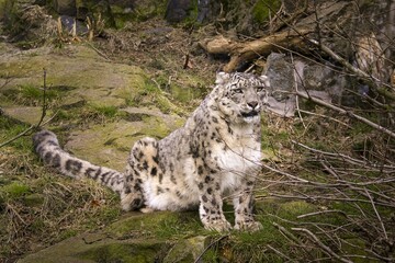 Beautiful snow leopard sitting on the ground among the dry tree branches