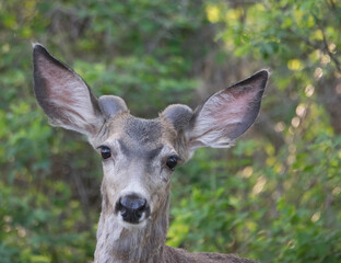 closeup of mule deer buck in velvet. 