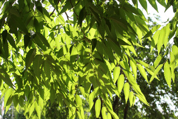 Forest and sky in Japan