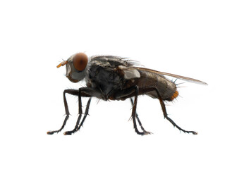 Close up of a fly with wings and legs isolated on white background. A black insect, Animal.