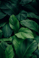 tropical leaf, abstract green leaf texture, nature background