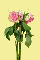 faded pink roses on a yellow background