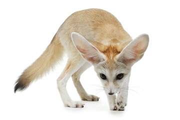 fennec fox on a white background in studio