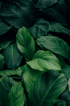 Fototapeta tropical leaf, abstract green leaf texture, nature background