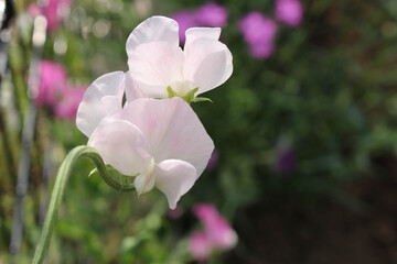 Sweet pea: garden at Japan
