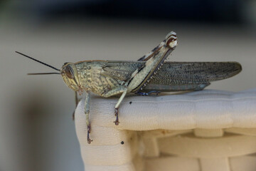 Close-up of an Egyptian grasshopper, Anacridium aegyptium. This solitary grasshopper is one of the largest in Europe and is easily recognisable by its vertical black and white stripped eye.