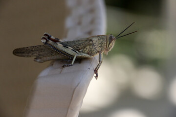 Close-up of an Egyptian grasshopper, Anacridium aegyptium. This solitary grasshopper is one of the largest in Europe and is easily recognisable by its vertical black and white stripped eye.