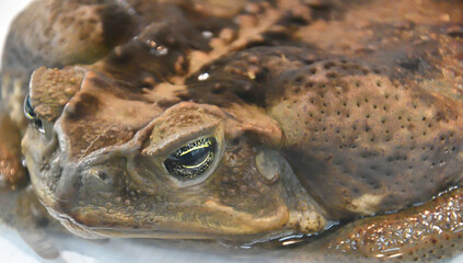 Toad-aha or aha (Latin. Rhinella marina) in terrarium