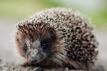Close-up of a hedgehog crossing the road in the summer evening at sunset
