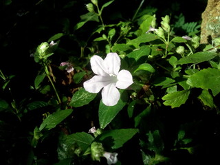 white flower on black background