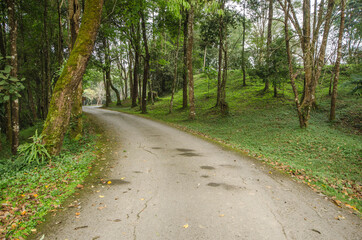Obraz premium Curve road on green hill with old trees in national park