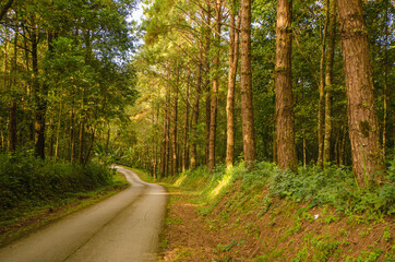 Fototapeta na wymiar Long road in pine forest with sunlight in national park in Thailand