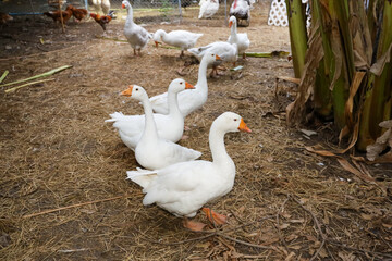  Group white goose in farm at thailand