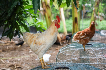 The Baby Rhode Island is stand up in garden at thailand