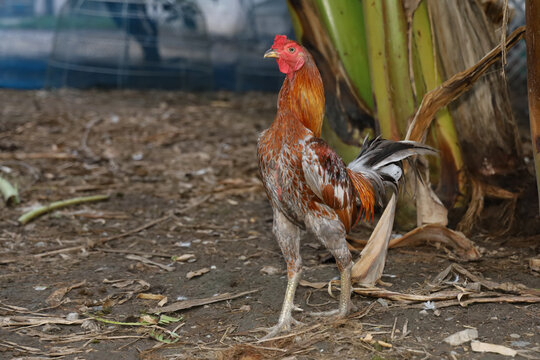 The colorful fighting cock is walking in farm at thailand