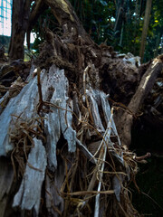 roots of tree