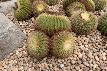 Many cactus in the garden