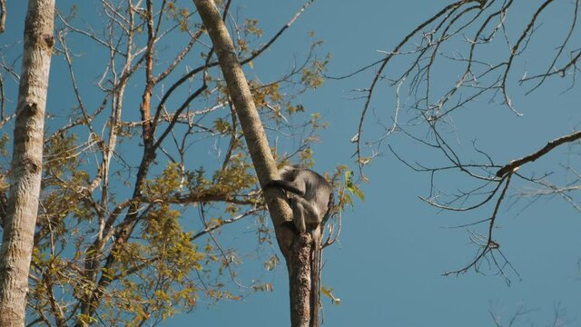 Silvery lutung on the tree