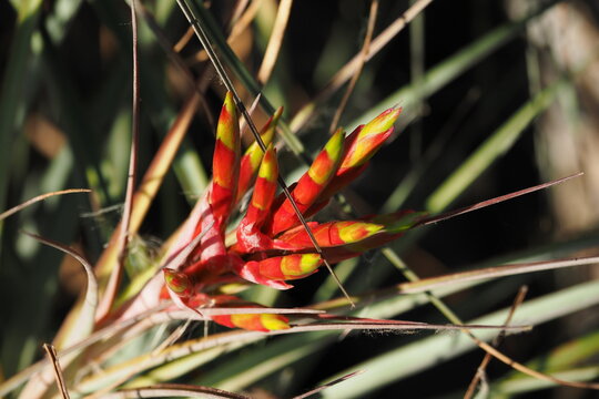 Red and yellow flower of airplant growing next to Anhinga Trail boardwalk in Everglades National Park, Florida.