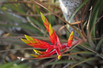 Red and yellow flower of airplant growing next to Anhinga Trail boardwalk in Everglades National Park, Florida.
