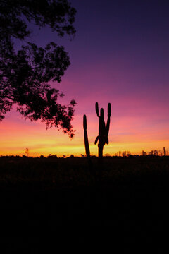 um belissimo c&eacute;u ao fim de tarde no brasil com um cactus lindo que serviu de inspira&ccedil;&atilde;o para essa foto