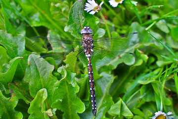 Obraz premium A dragonfly peacefully resting on a patch of weeds and grass