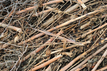 Track with sticks and stones, neutral colours, excellent background