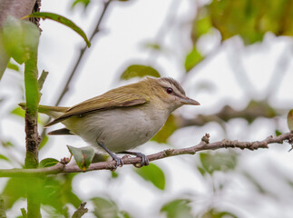 birds (Vireo olivaceus)   Red-eye Vireo