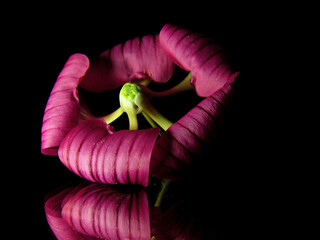 close-up of pink flower on mirror