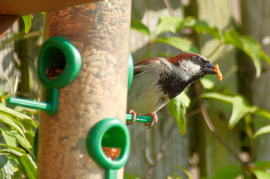 Sparrow On Bird Feeder Eating Mealworms