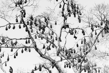 Black Flying Foxes (Pteropus alecto) roosting in Lissner Park, Charters Towers, Australia