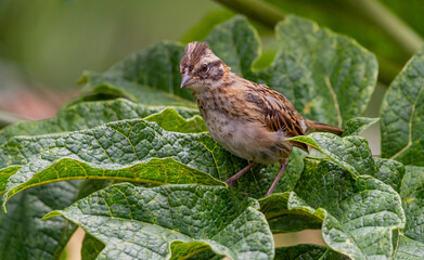 birdsb (Zonotrichia capensis) Rufous-collared Sparrow